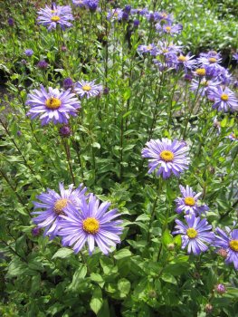 Sommeraster Jungfrau 1