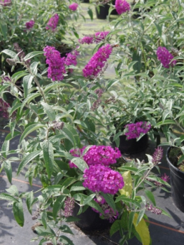 Schmetterlingsflieder buzz Pink Purple