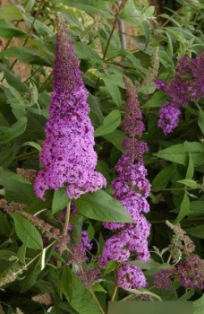 Sommerflieder Reve de Papillon 1