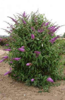 Sommerflieder Reve de Papillon 3