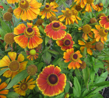 Sonnenbraut Flammenrad 1