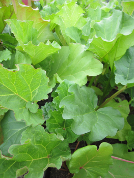 Rheum rhabarbarum 1