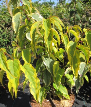 Preview: Stachyurus chinensis Joy Forever 2