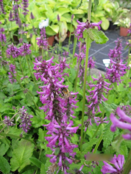 Stachys monnieri Hummelo 1