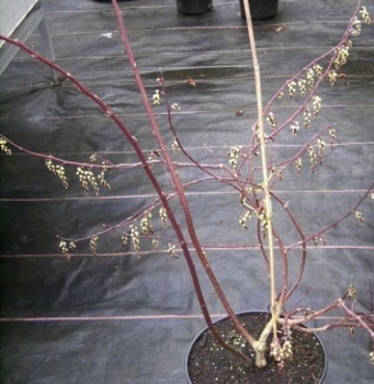 Stachyurus chinensis Celina 1