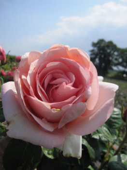 Stammrose Aphrodite