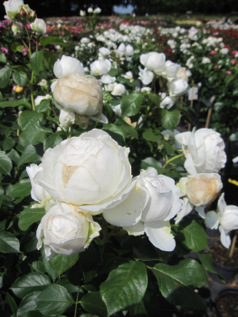 Stammrose Herzogin Christiana 1