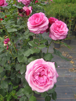 Rosa Kaffe Fassett Rose 6