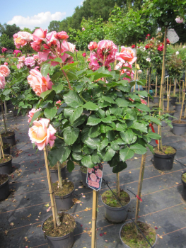 Preview: Stammrose Mary Ann 2