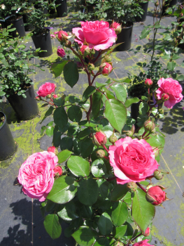 Stammrose Renee van Wegberg 2