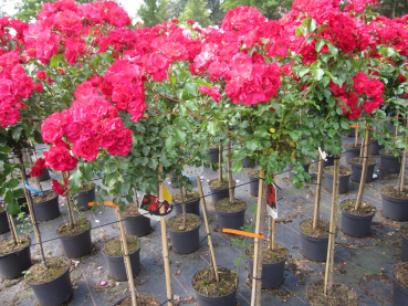 Stammrose Rotilia 2