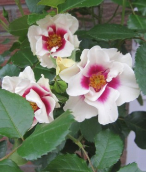 Rosa SEE YOU in purple 1