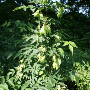 Staphylea colchica 3