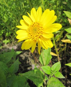 Preview: Stauden-Sonnenblume Meteor 2