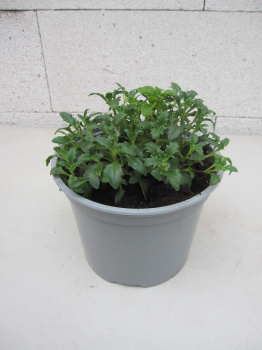 Sternbalsam - Zulu Snowflake - Nachtphlox - Zaluzianskya ovata