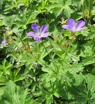Preview: Geranium sylvaticum Mayflower 2