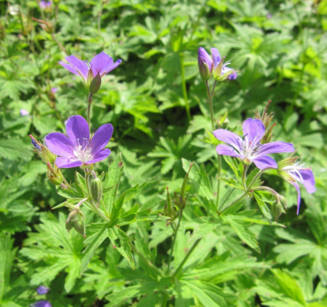 Geranium sylvaticum Mayflower 1