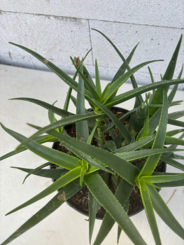 Preview: Aloe striatula 2