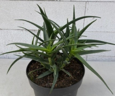 Aloe striatula 1