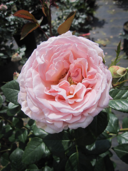 Rosa Charles de Nervaux 1