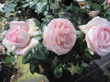 Preview: Rosa Charles de Nervaux 3