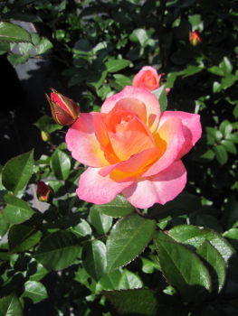 Strauchrose Dekora 1