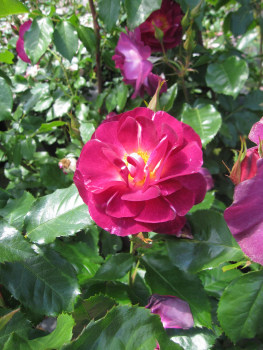 Strauchrose Ile de Fleurs 1