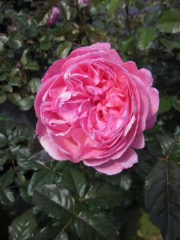 Strauchrose Kölner Flora 1