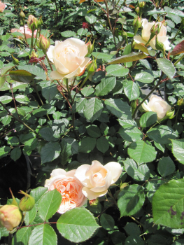 Strauchrose Matthias Claudius 4