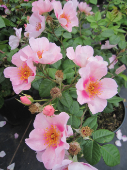 Strauchrose Orienta Laila 1
