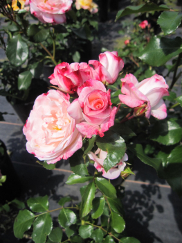 Strauchrose Rosenstadt Freising 4