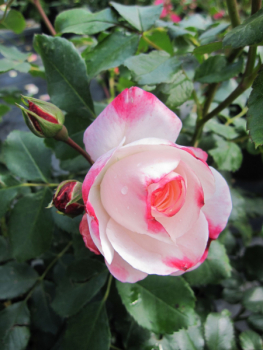 Strauchrose Rosenstadt Freising 3