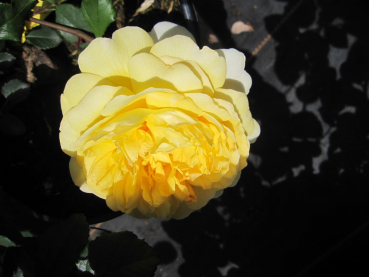 Strauchrose The Poets Wife 1