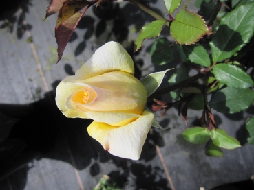 Strauchrose The Poets Wife 2
