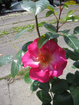 Strauchrose Tourmaline 3