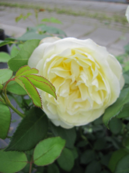 Strauchrose Vanessa Bell 2