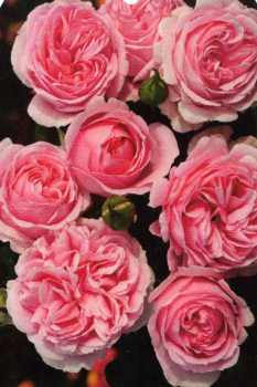 Strauchrose Wellenspiel 1