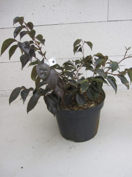 Preview: Styrax japonicus Snowbell 3