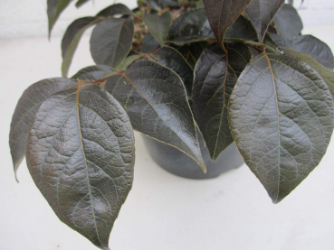 Preview: Styrax japonicus Snowbell 2