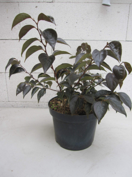 Styrax japonicus Snowbell 1