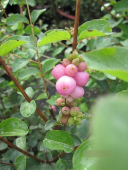 Symphoricarpos doorenbosii Mother of Pearl 1