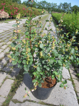 Symphoricarpos orbiculatus Symphony Rave 3