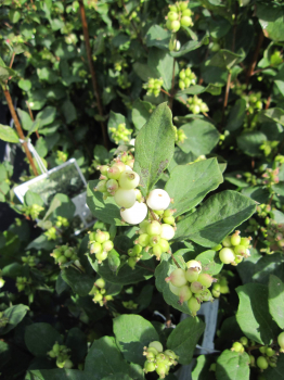 Symphoricarpos orbiculatus Symphony Rock 2