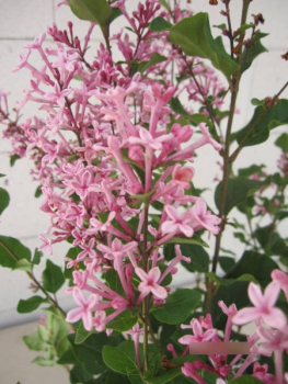 Syringa Pink Perfume