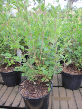 Syringa Red Pixie2