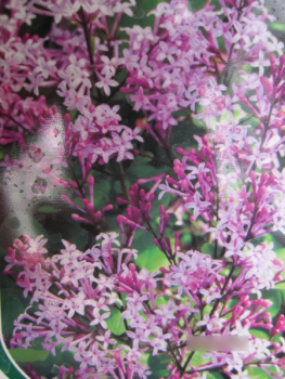 Syringa Red Pixie1