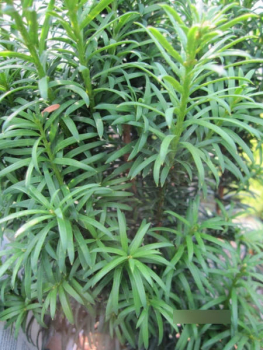 Taxus baccata Wilco Green 1