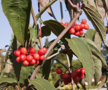 Viburnum setigerum 1