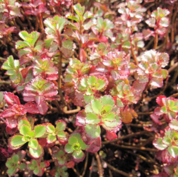 Preview: Teppich-Pfeffer Purpurteppich - Teppich-Fettblatt - Sedum spurium Purpurteppich