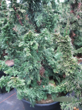 Zwerg-Lebensbaum Sagrada - Thuja occidentalis Sagrada